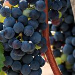 Secrets of Italian Wine: Exploring the Vineyards and Winemaking Culture